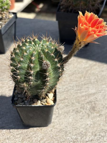 Lobivia Hybr. orange rot